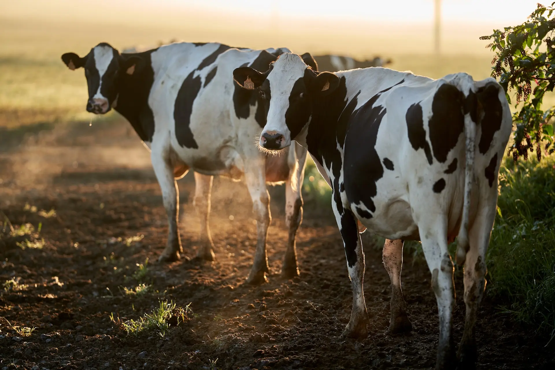 Bovins et petits ruminants